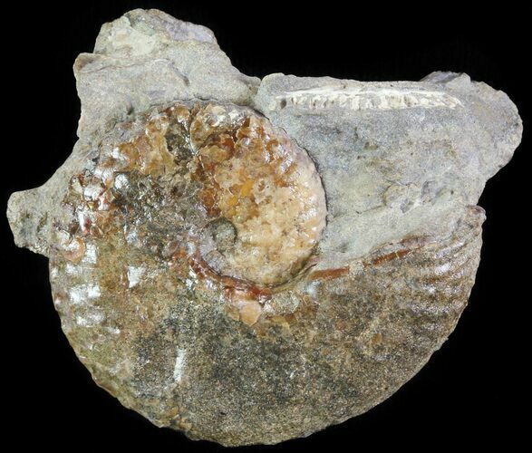 Hoploscaphites Ammonite - South Dakota #62614